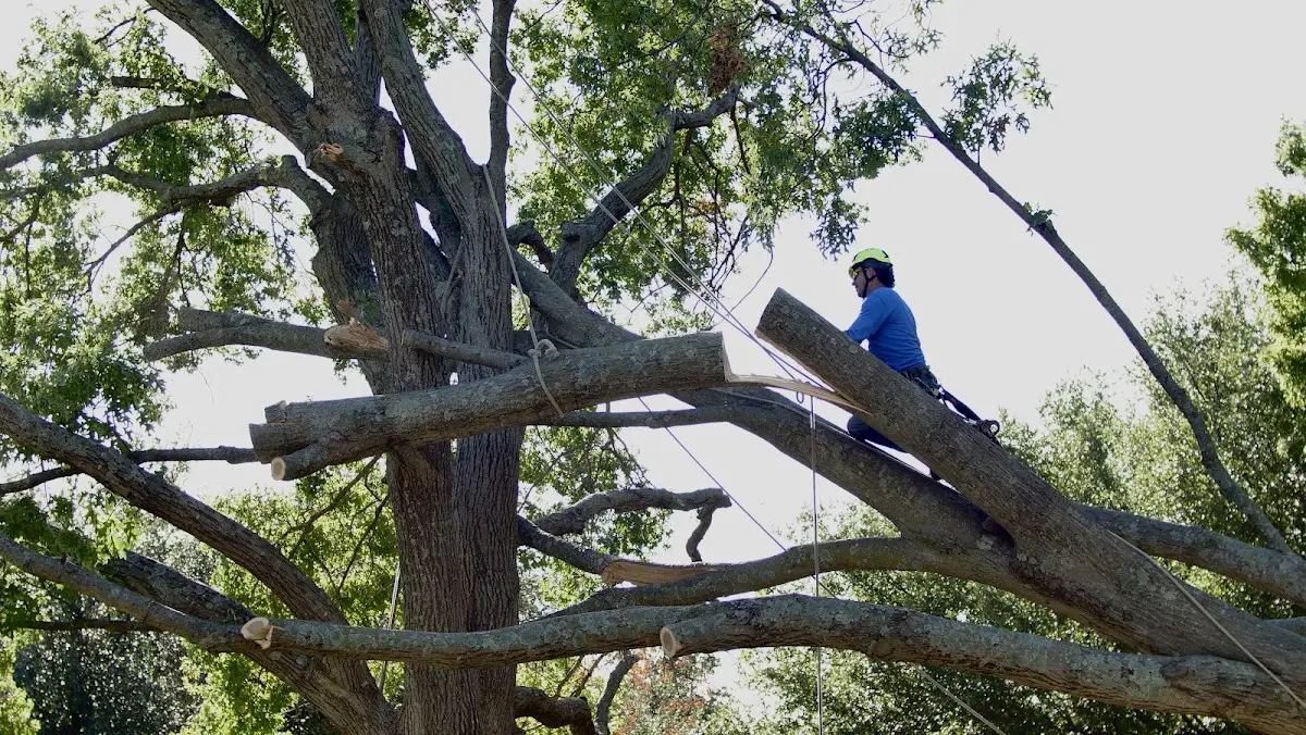 Professional Hazardous Tree Removal performed by certified arborists in Libertytown