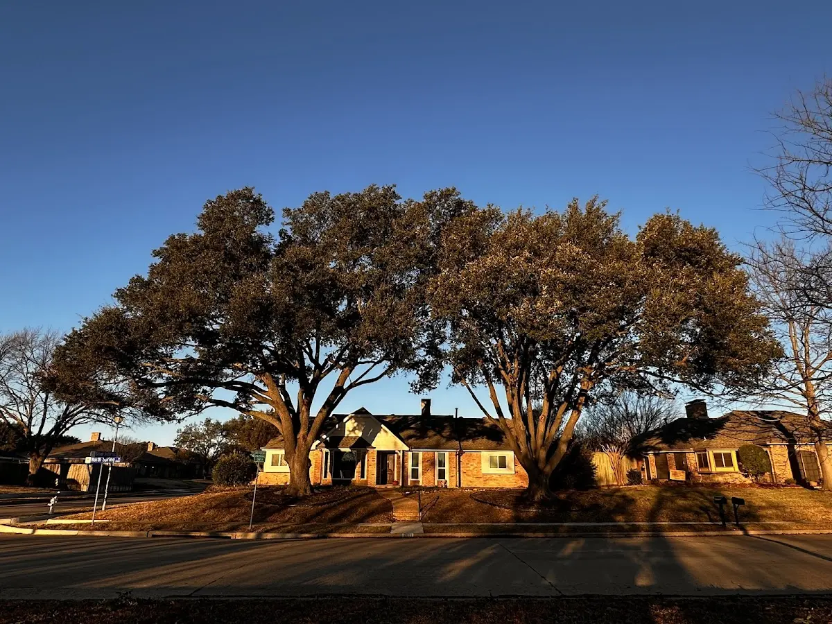 Established residential canopy tree shading a home in Libertytown